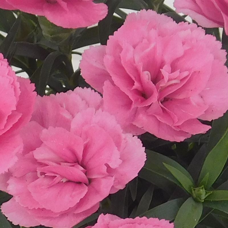 Capirccio cyclamen® 